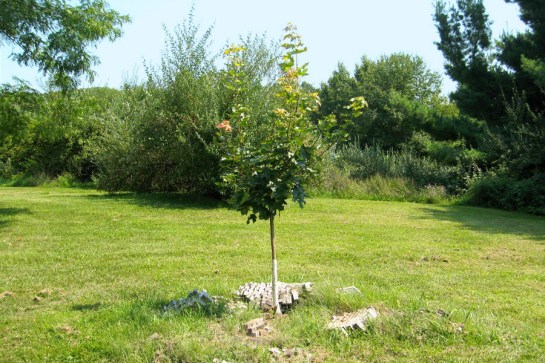 Plant Home Tree Plant Home Tree